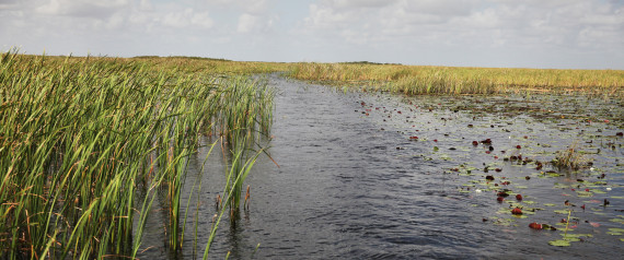 EVERGLADES