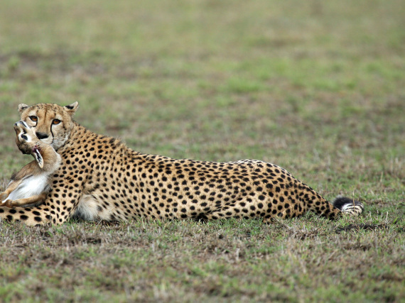 Cheetahs
