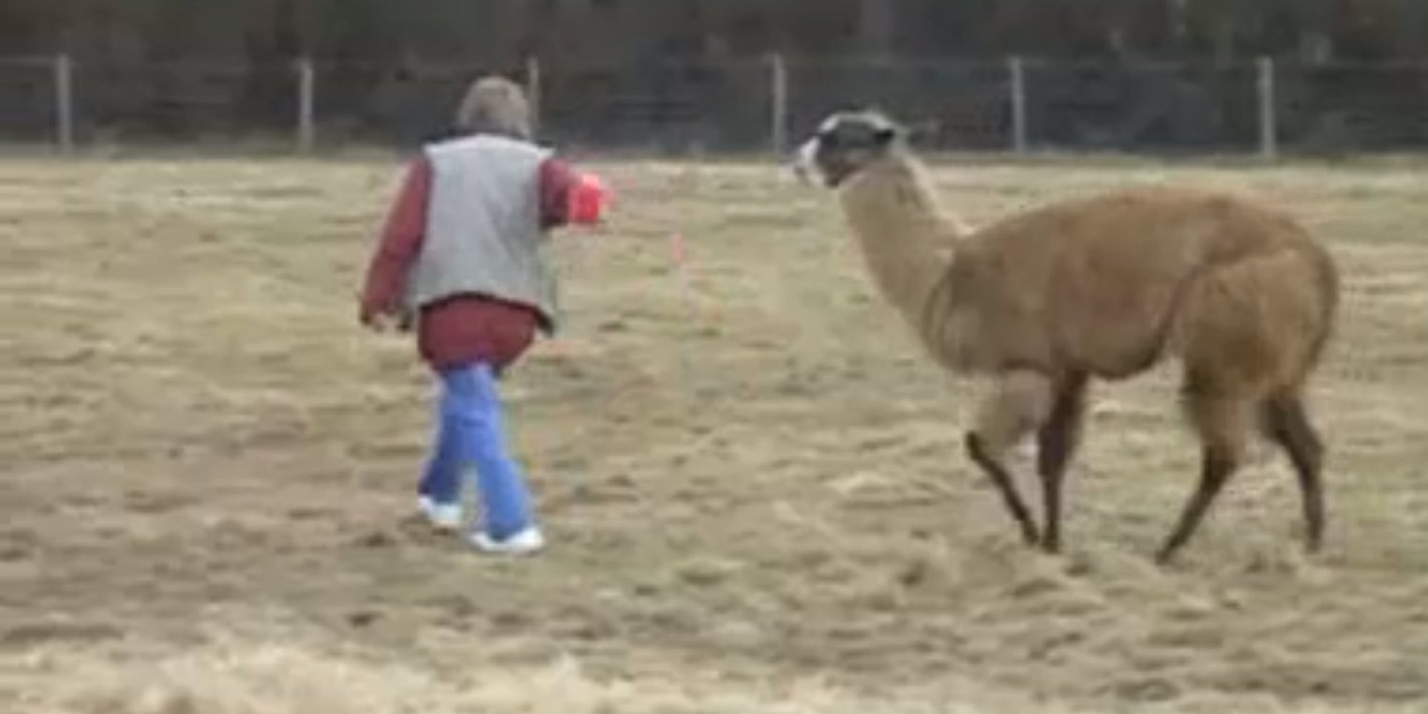 Llama Plays Fetch Like A Dog (VIDEO) | HuffPost UK