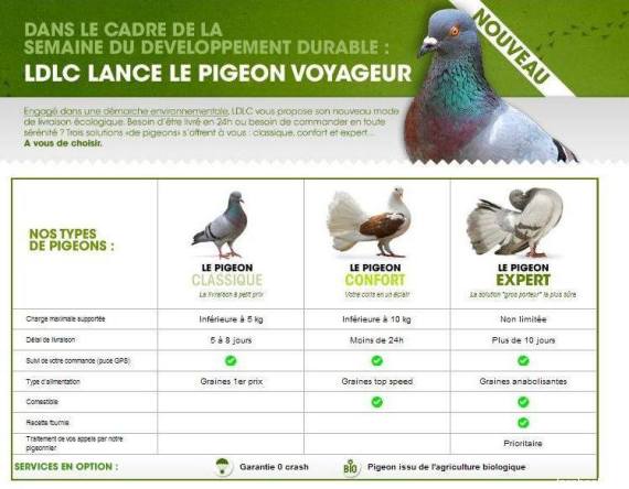 pigeons