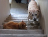 DOG STAIRS