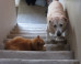 Dogs Terrified Of Walking Past Cats, A Dramatic Compilation
