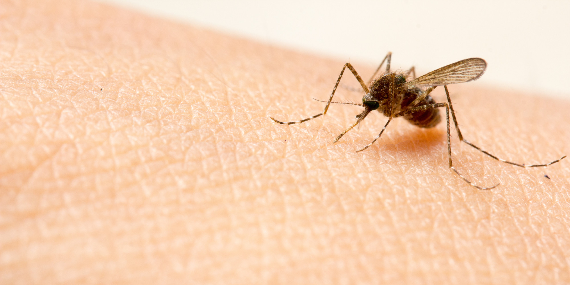 Why Your Skin Is So Attractive To Mosquitoes | HuffPost