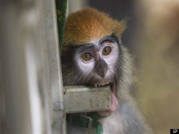 Research Monkeys