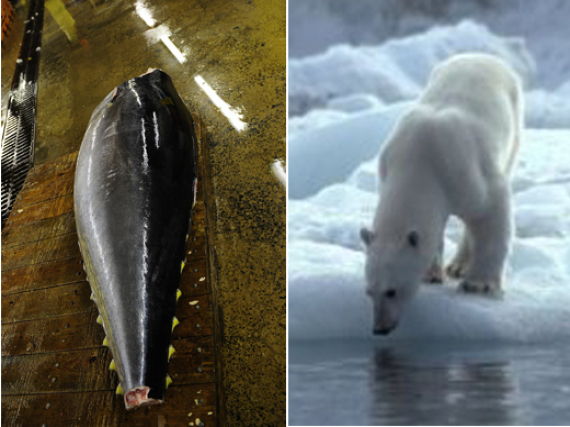 Bluefin Tuna Ban