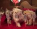 The Poopy Cat Dolls Are, Uh... Just Watch This
