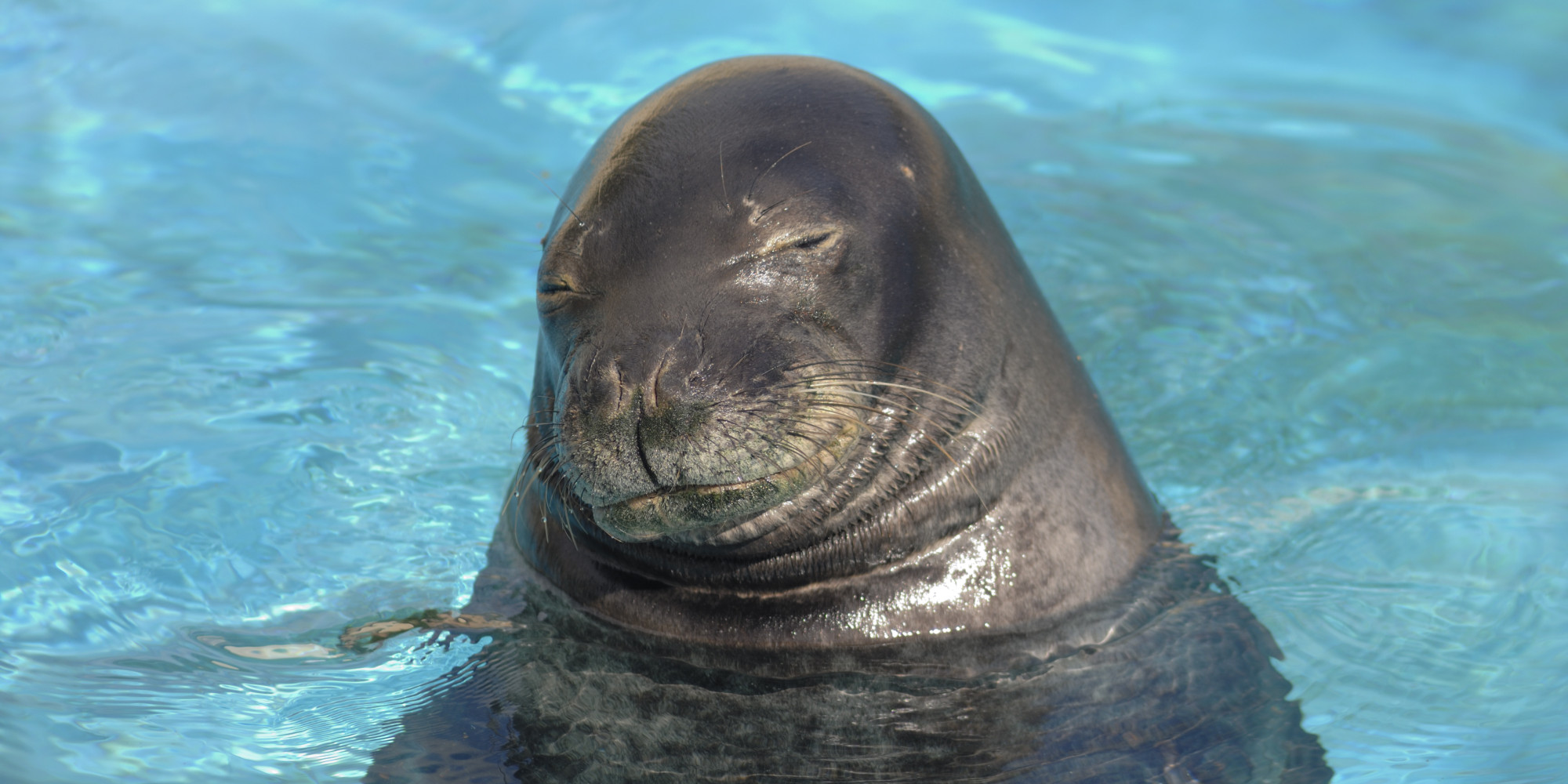 Who�s Killing Hawaii�s Monk Seals? HuffPost