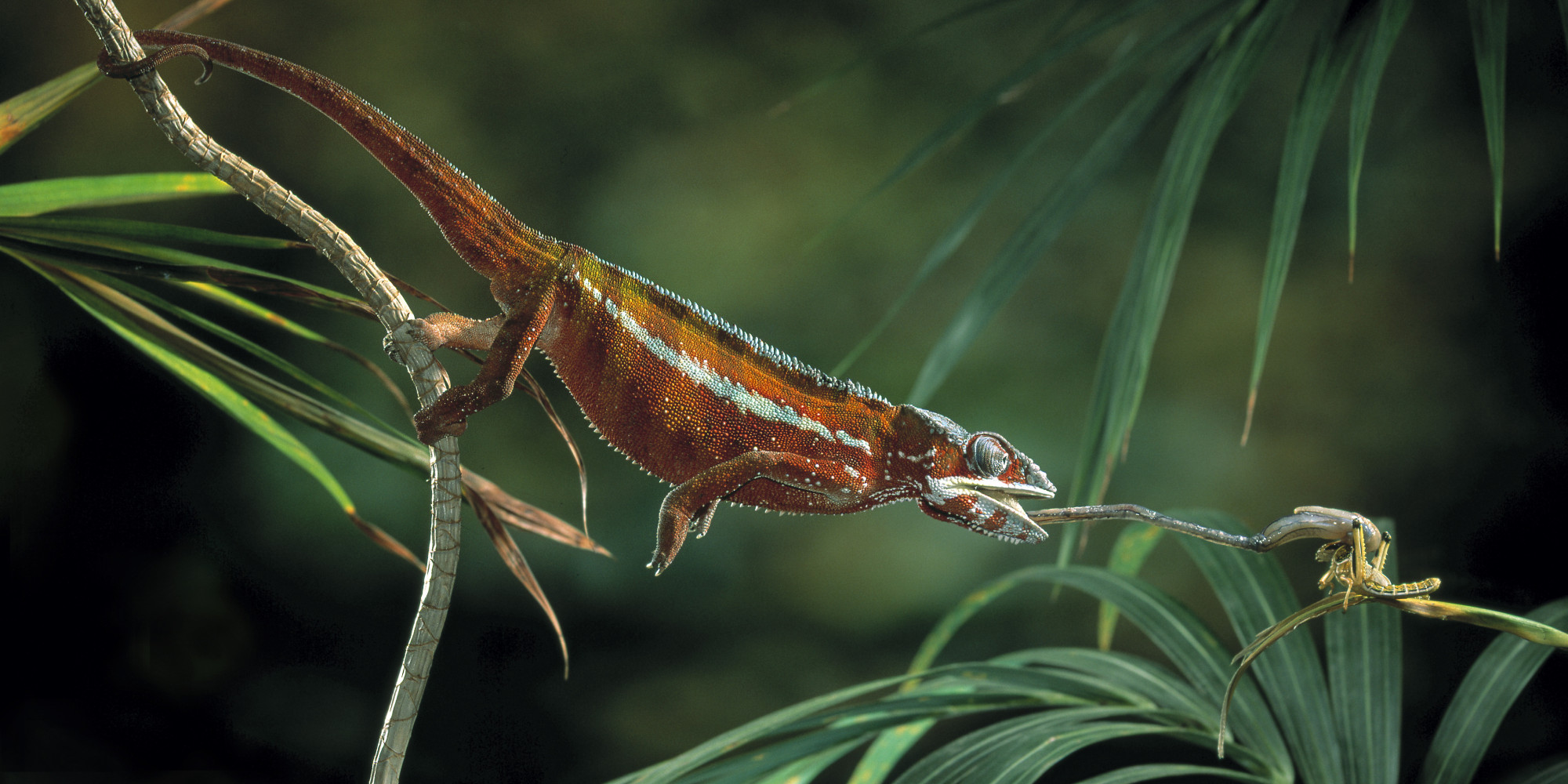 This Slow-Motion Video Of A Chameleon Hunting Is Mesmerizing (VIDEO)