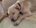 Reddit Community Helps Reunite Owner With Missing Dog (PHOTOS)