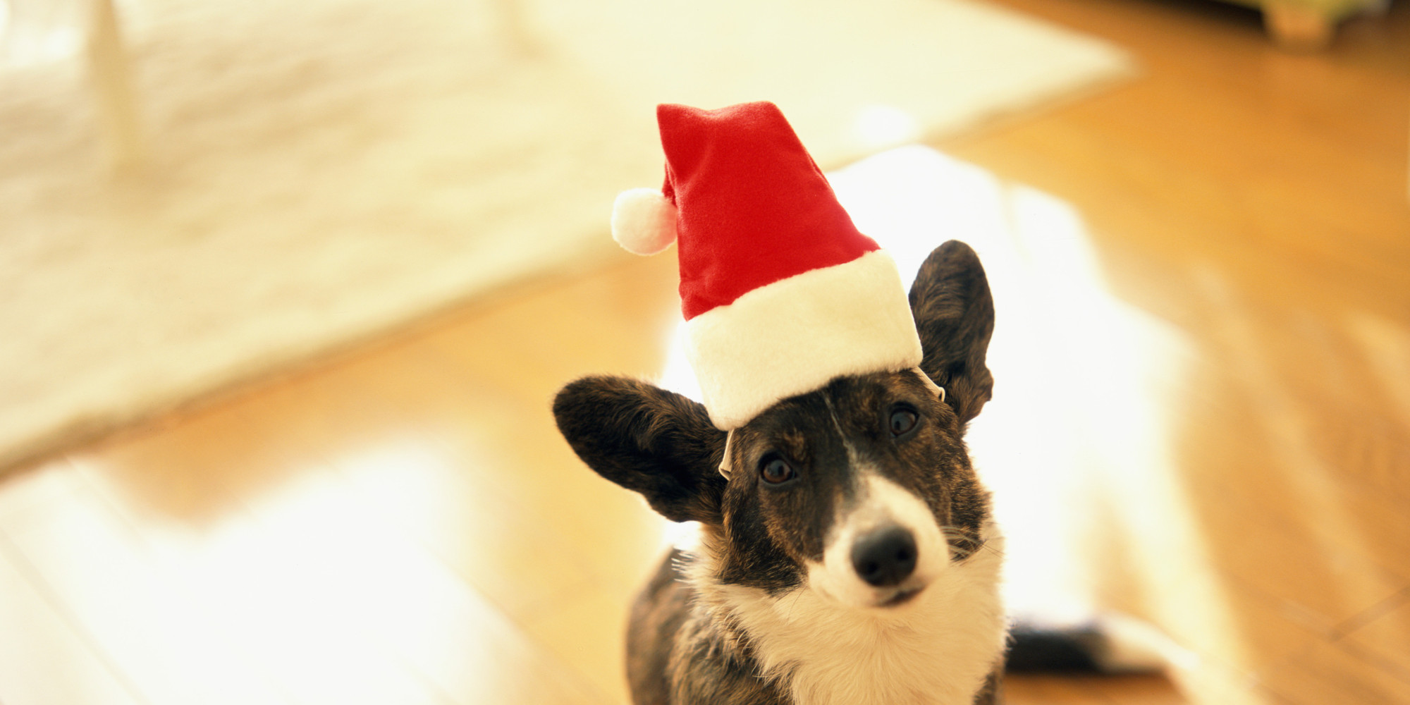 Tips To Keep Your Dog Safe This Holiday Season | HuffPost