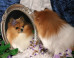 10 Ridiculously Over-The-Top Pet Gifts For People Who Are Way Too Into Their Dogs (PHOTOS)