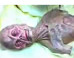 New Twist In Decades Old Alien Autopsy Controversy (Graphic Video)