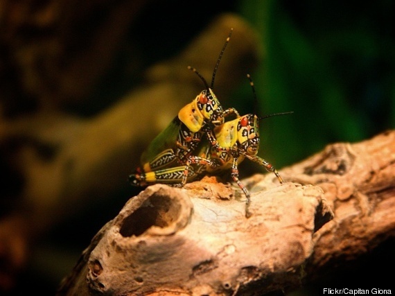 Insect Sex