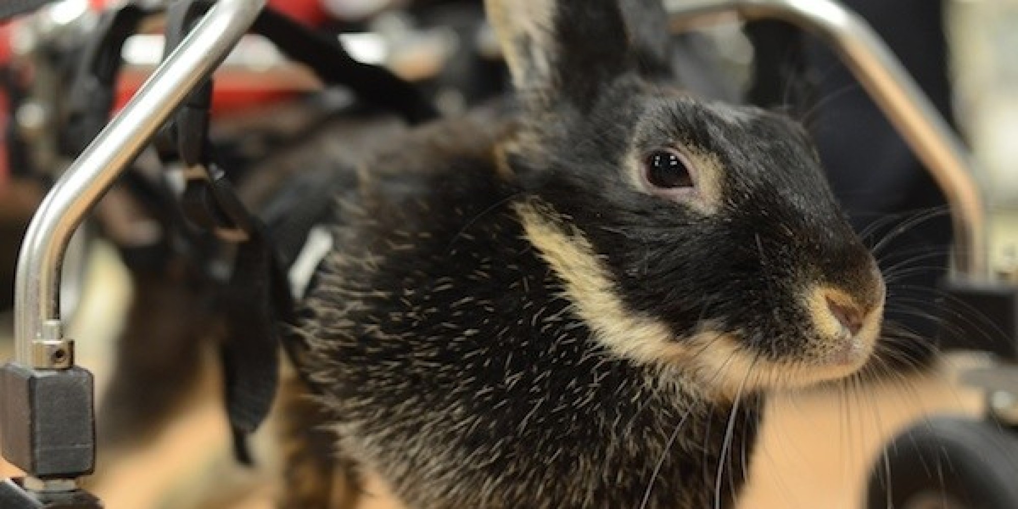 This Bunny Can't Hop, But She's Getting Around Just Fine In Her New