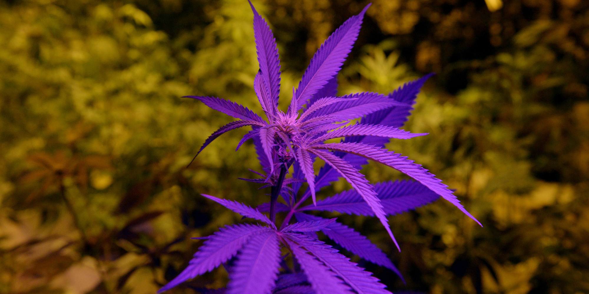 Uruguay Legalizes Marijuana Trade