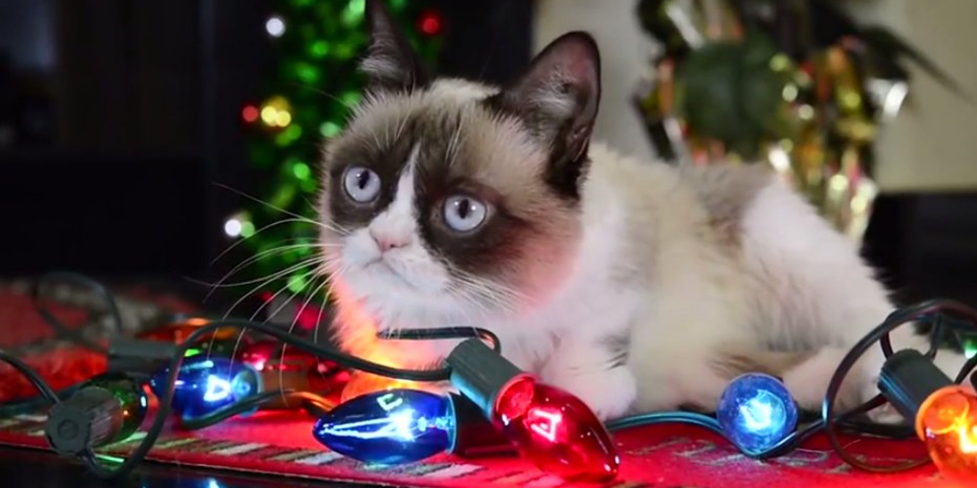 Grumpy Cat Proves 'It's Hard To Be A Cat At Christmas'