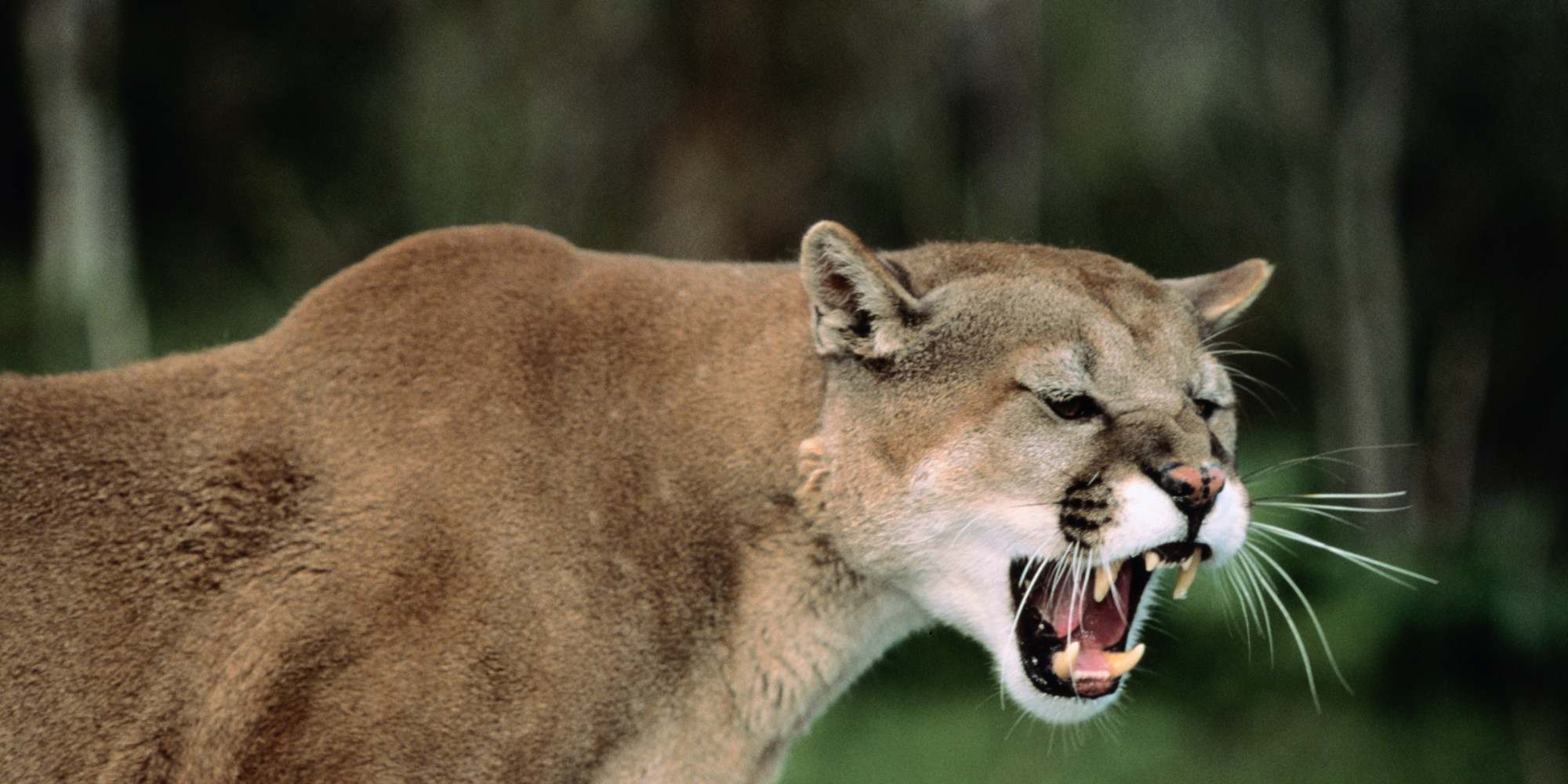 mountain-lions-prowl-neighborhood-leaving-residents-on-edge-huffpost