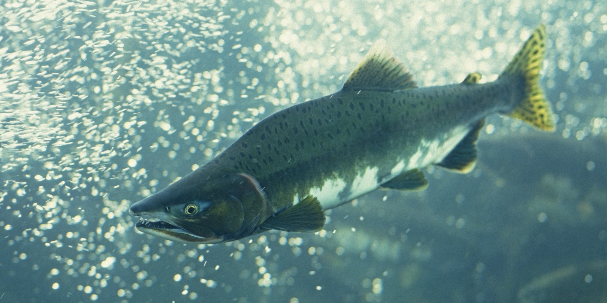 Port Moody Salmon Hatchery Fire Destroys Facility