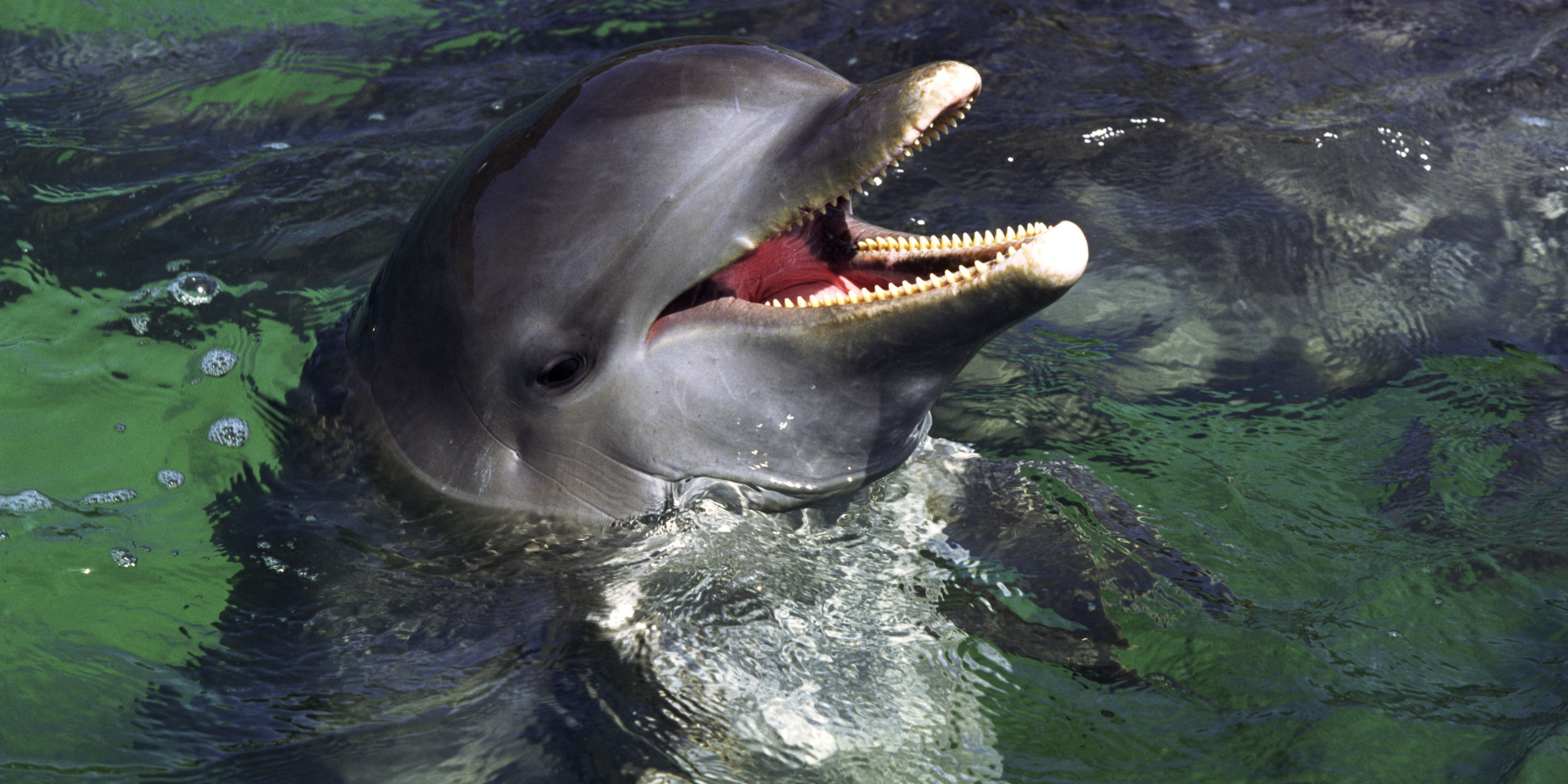 do-dolphins-even-want-to-talk-to-us-huffpost