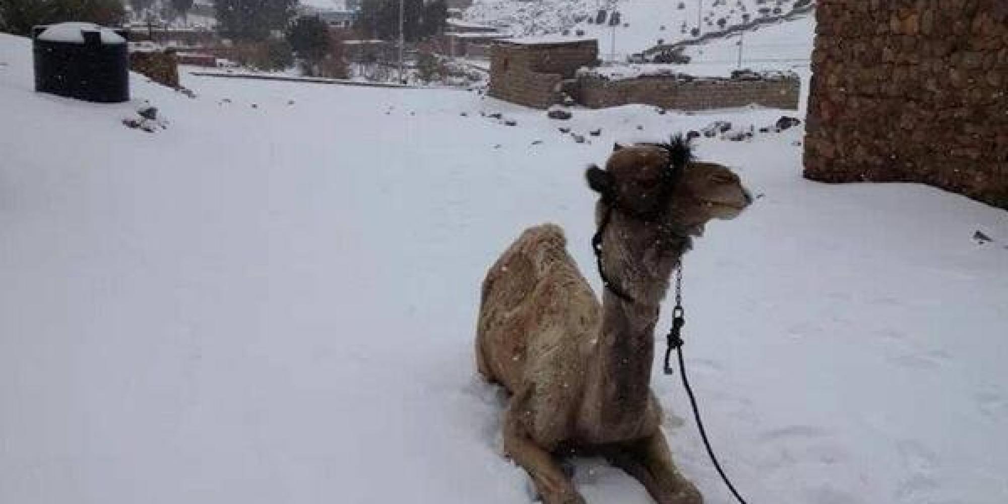 Snow Falls In Cairo For The First Time In More Than 100 Years Report