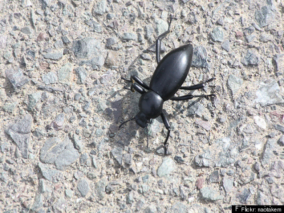 Beetle