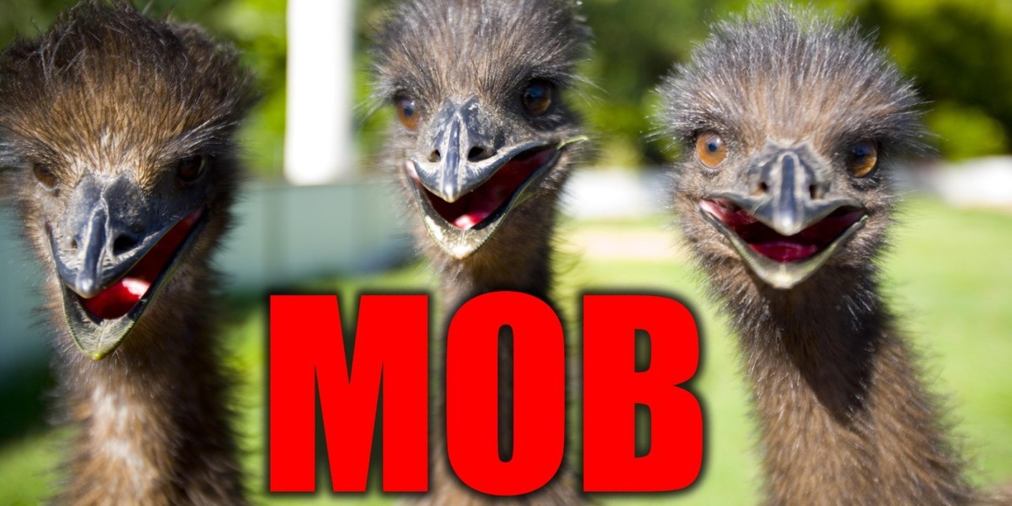 these-are-the-19-weirdest-names-for-groups-of-animals-huffpost