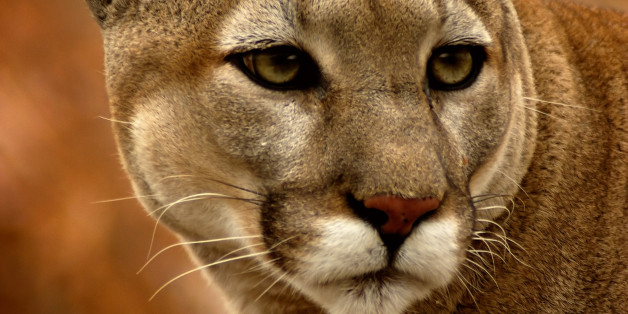 Cougar Lessons In Coexistence 