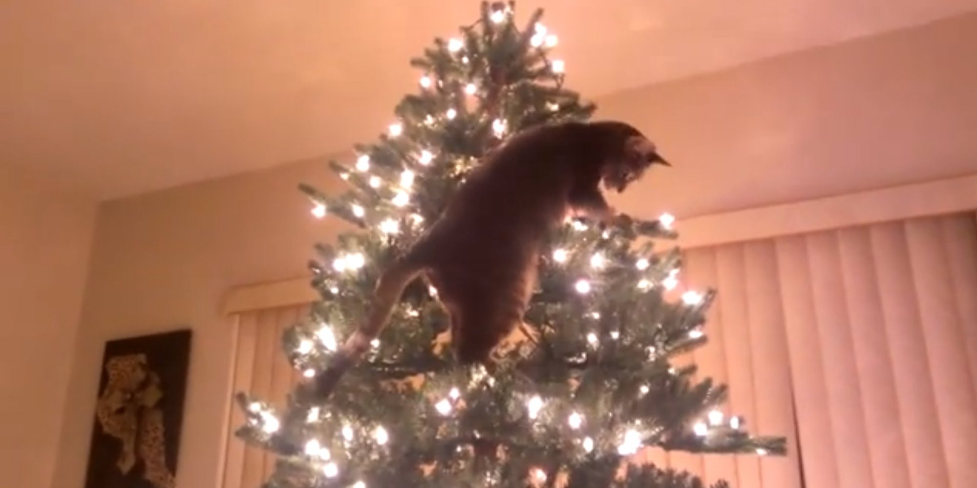 cat attempts to climb christmas tree video huffpost uk cat attempts to climb christmas tree video huffpost uk
