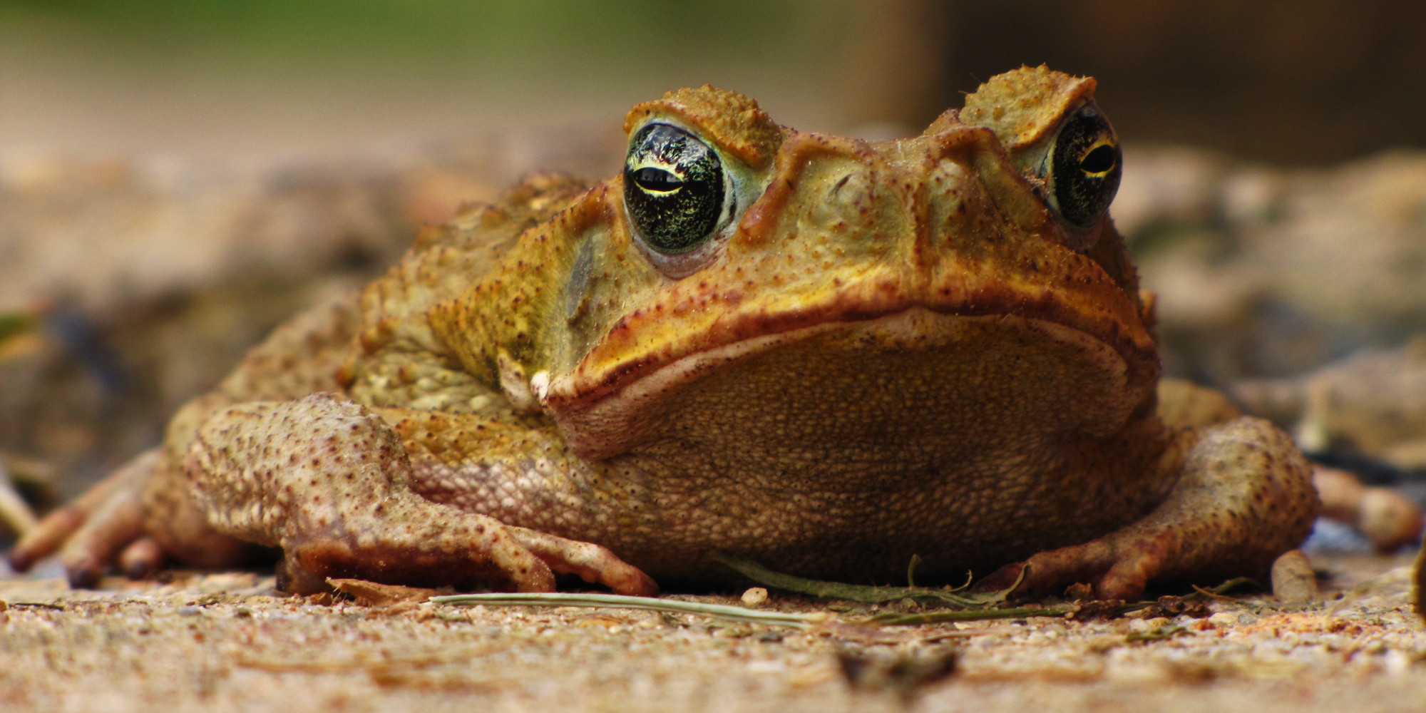 Dogs Licking Cane Toads Prompt Vets To Warn Pet Owners | HuffPost