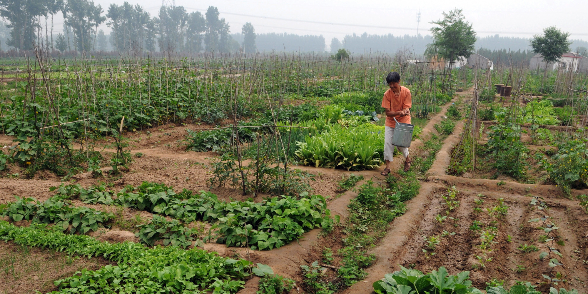 Un Report Says Small Scale Organic Farming Only Way To Feed The World