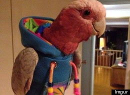 s-PARROT-IN-HOODIE-large.jpg