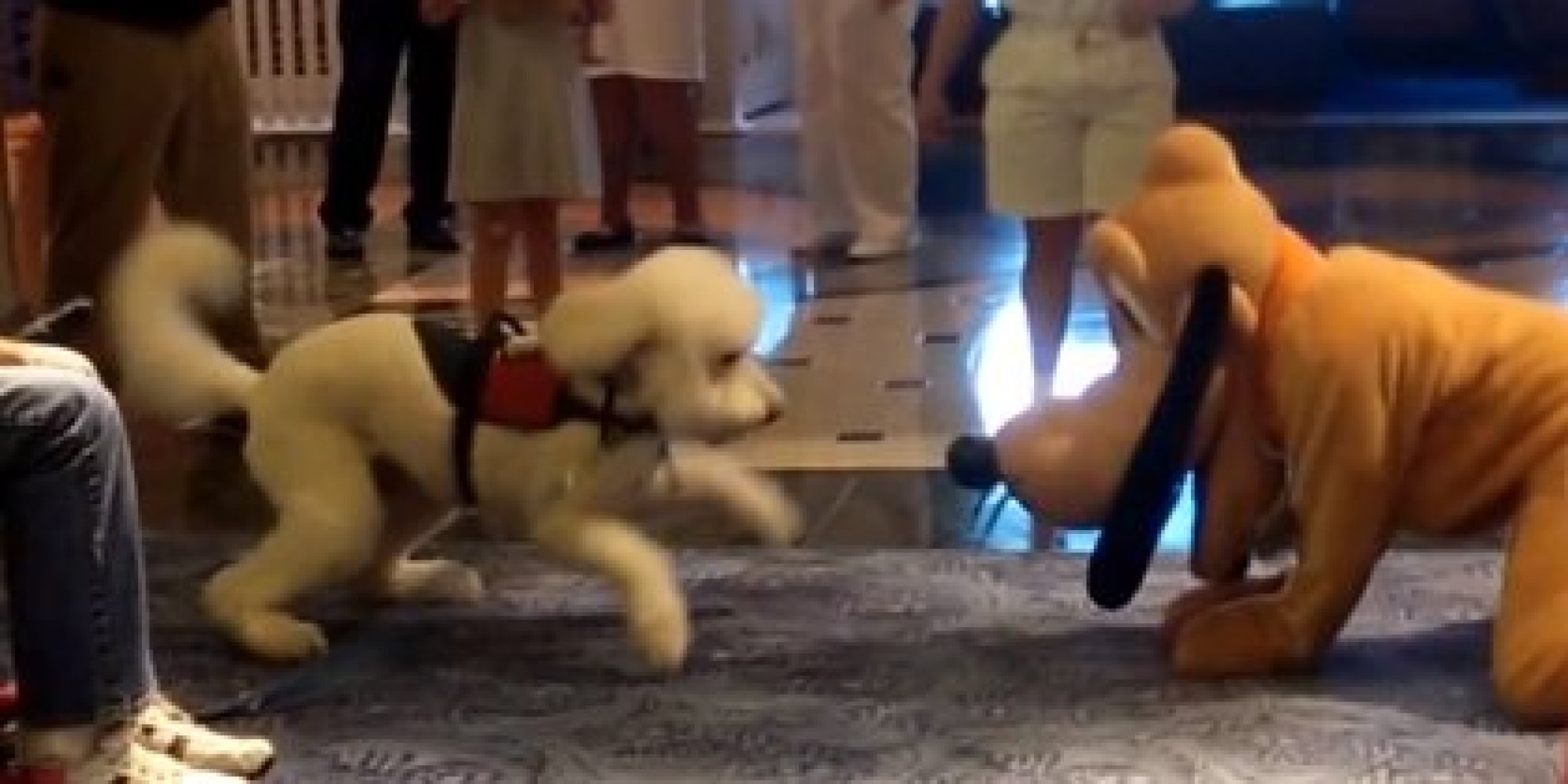 Service Dog Meets Actor Dressed As Pluto On Disney Cruise, And Is Totally Mesmerized