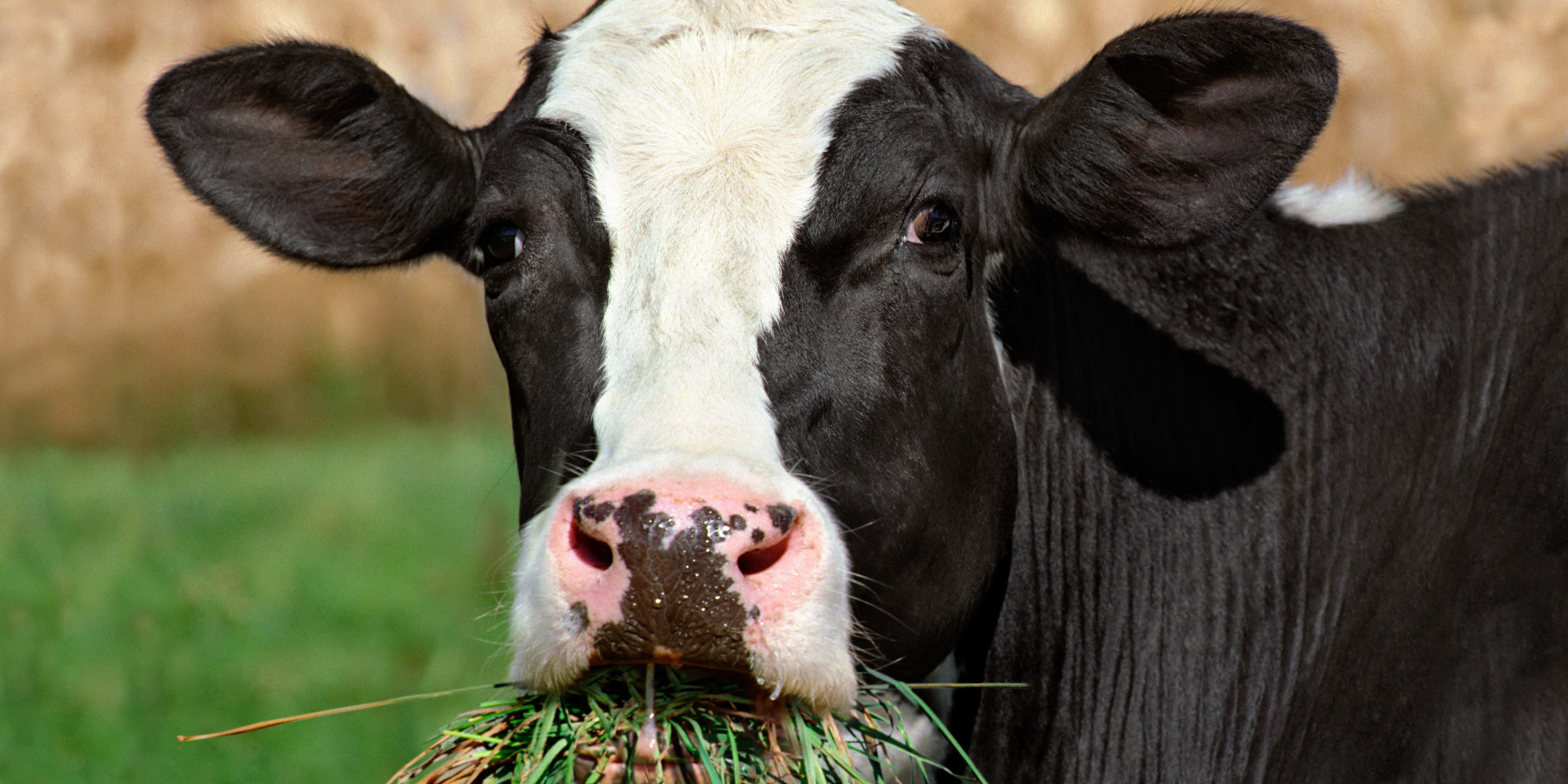 5-surprising-things-we-feed-cows-huffpost