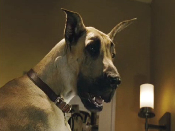 Marmaduke