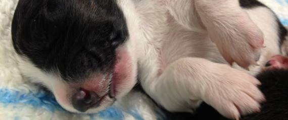 PUPPIES