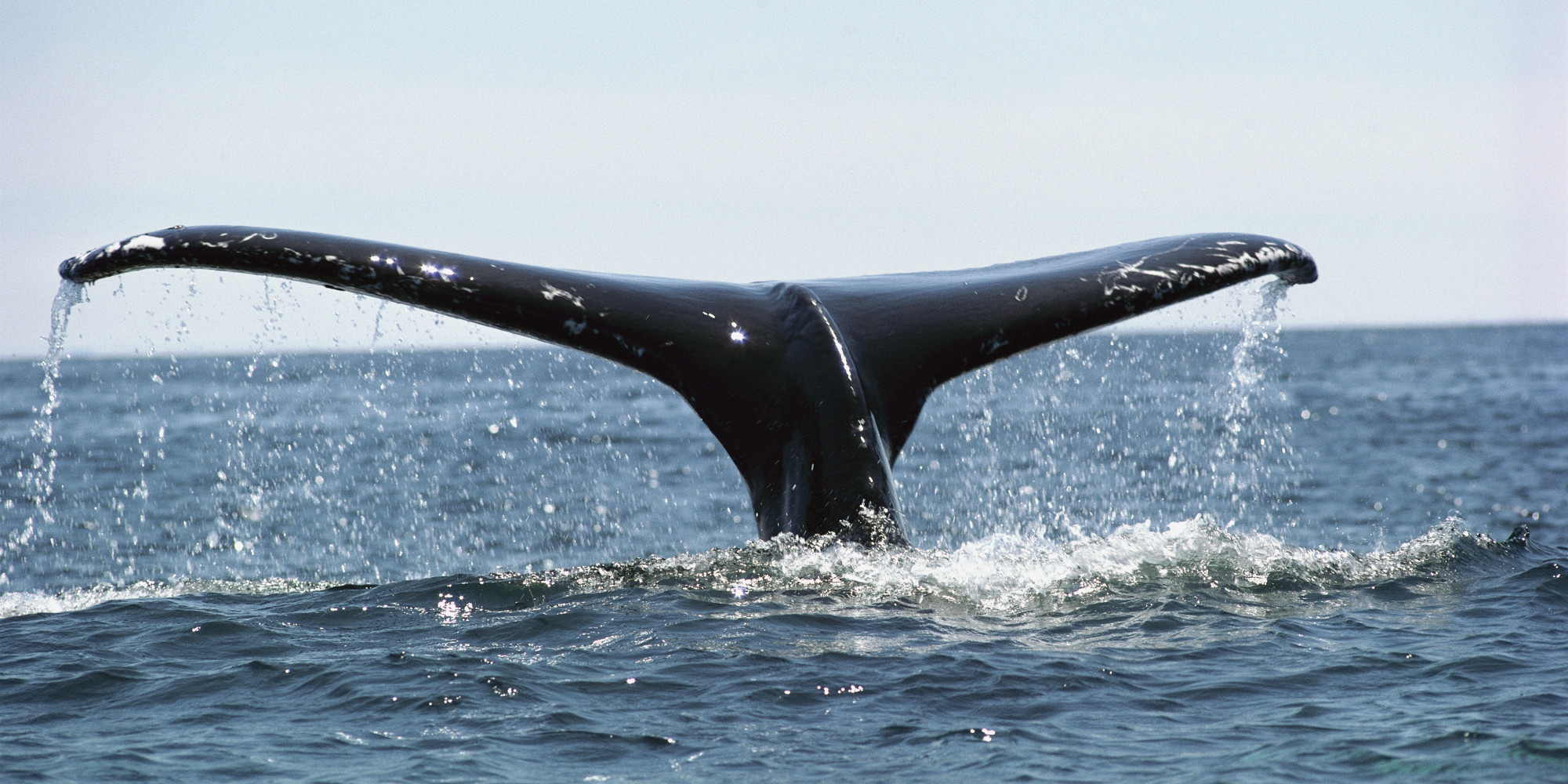 Humpback Whale Spotted In New York City Harbour