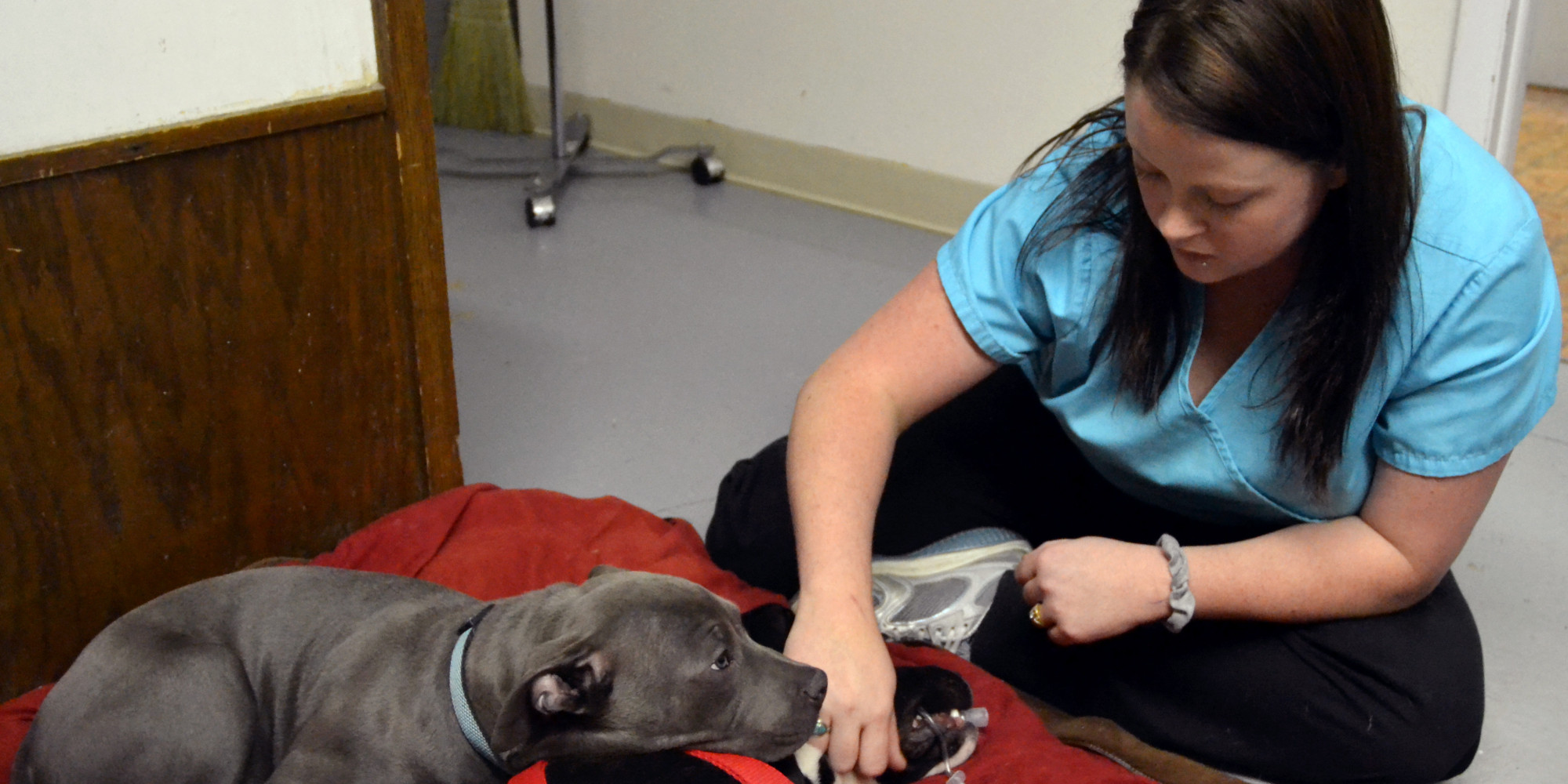 Dominic The Pit Bull Puppy Cuddles And Comforts Animal Patients At