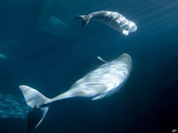 Baby Beluga Chicago
