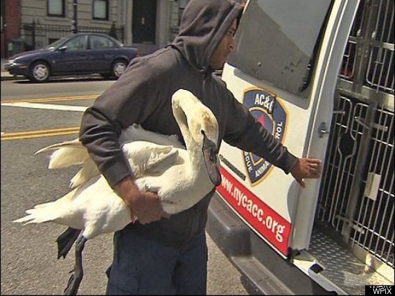 Wounded Swan
