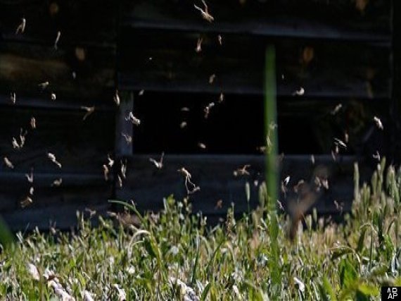 Grasshopper Invasion