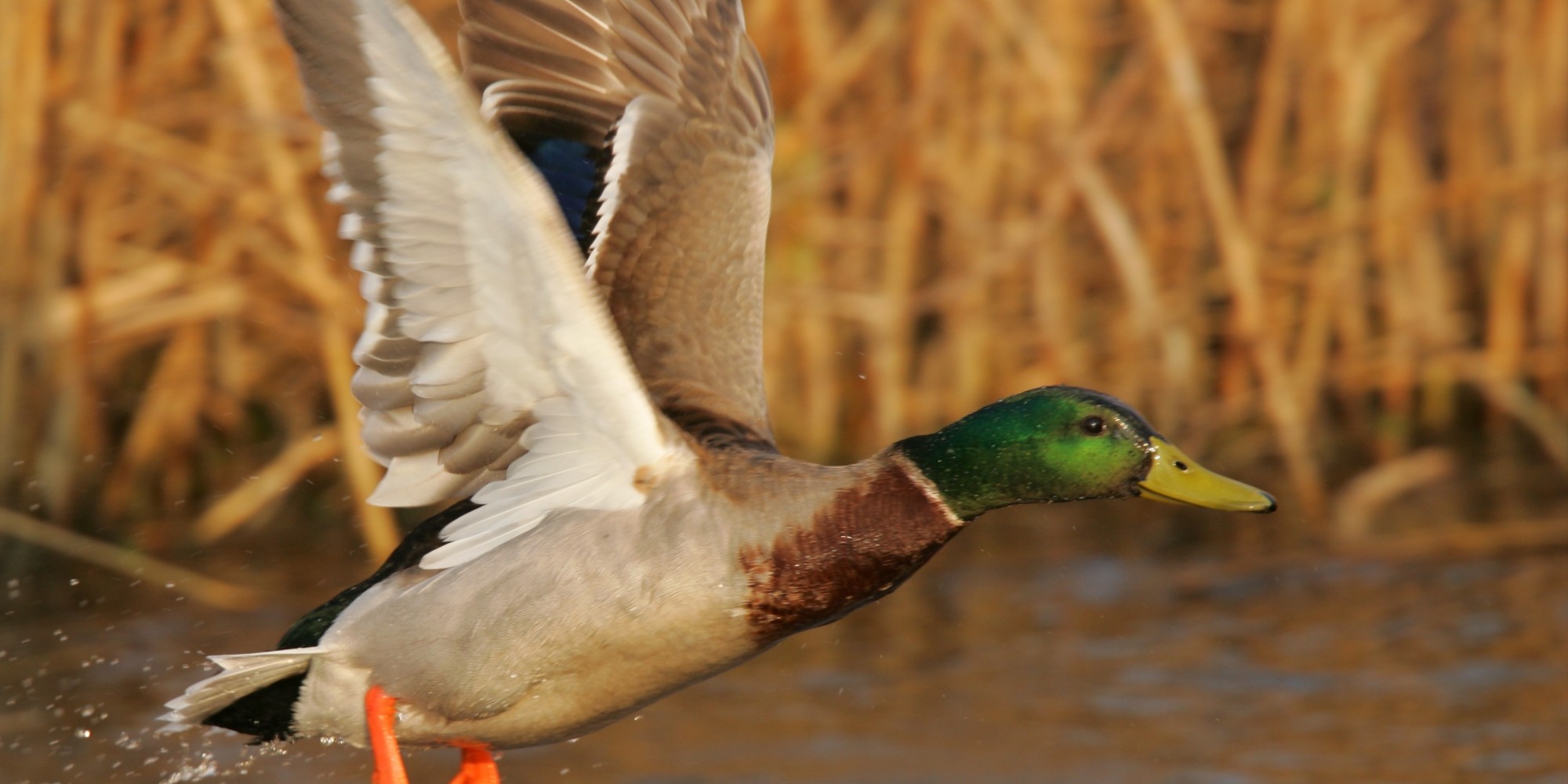 Responsible Feathers Get Ruffled New Standards Introduced HuffPost UK