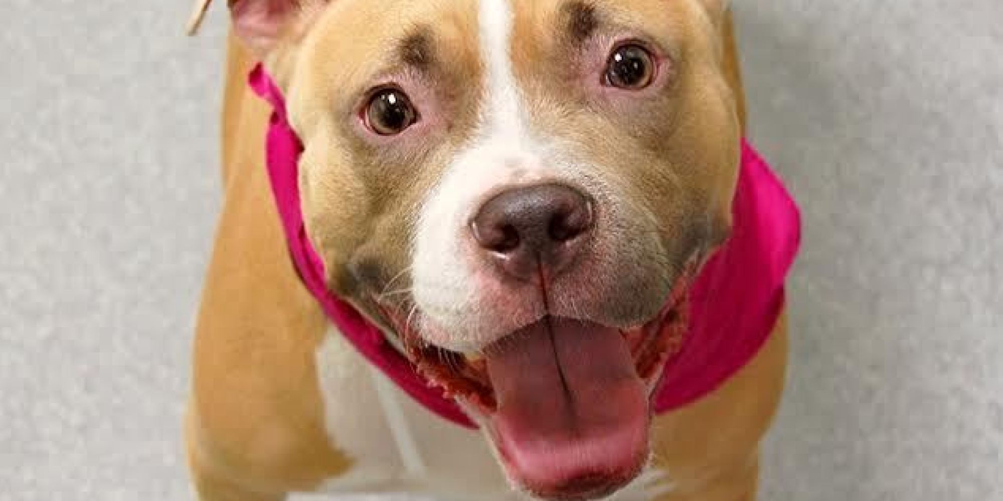 adopt a nyc adopt a pet in new york city featured animals for 12 23 2013 courtesy of nyc s adopt a nyc adopt a pet in new york city featured animals for 12 23 2013 courtesy of nyc s