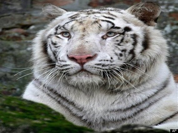 Serbia White Tiger