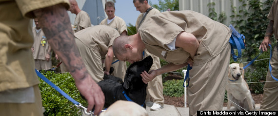 dog prison