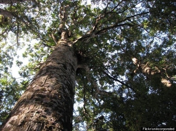 Kauri Tree