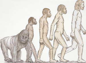 Evolution Survey