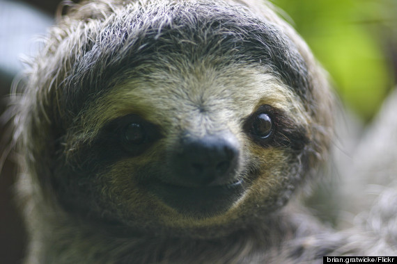 three toed sloth panama