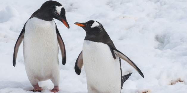 Lesbian Penguins Living Happily At Ramat Gan Zoological Center, Israeli