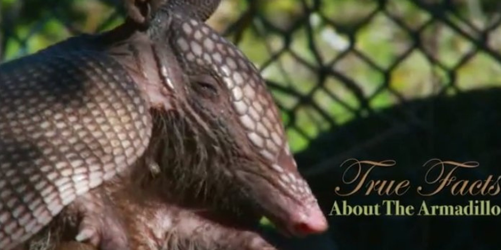 True Facts About The Armadillo Shows Us That The Animal Is Basically A