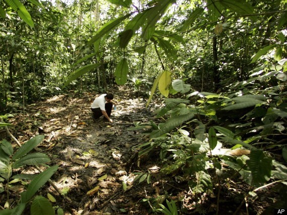 Brazil Amazon